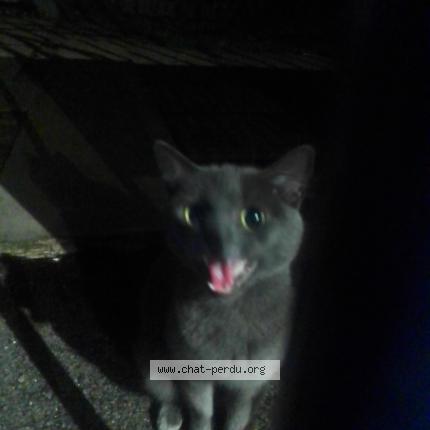 Photo 1/2 Chat trouvé Trouvé à Lille