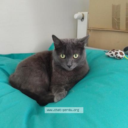 Photo 2/2 Chat trouvé Trouvé à Lille