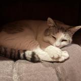 Photo de chat perdu à Chatellerault