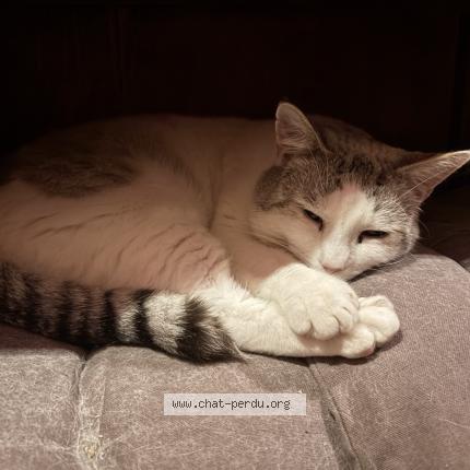 Photo 1/1 Sacha Chat perdu à Chatellerault