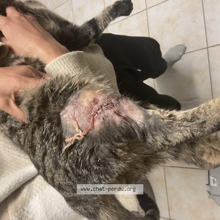 Photo 1/1 Rio Chat perdu à Vitry sur seine