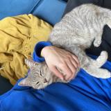 Photo de chat trouvé à Pamiers