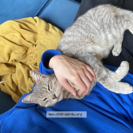 Photo 1/1 Chat trouvé Trouvé à Pamiers