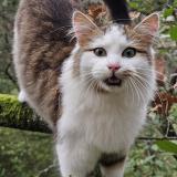 Photo de chat trouvé à Sorgues