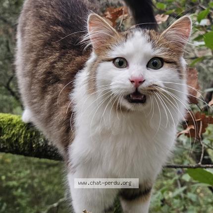 Photo 1/1 Chat trouvé Trouvé à Sorgues