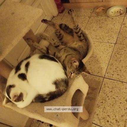 Photo 1/1 Gigi Chat perdu à Cernay