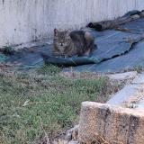 Photo de chat perdu à Saint Front De Pradoux