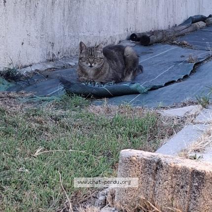 Photo 1/2 MILOU Chat perdu à Saint front de pradoux