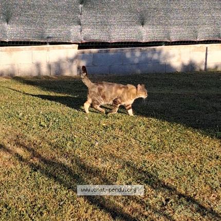 Photo 2/2 MILOU Chat perdu à Saint front de pradoux