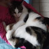 Photo de chat perdu à Parthenay