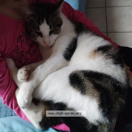 Photo 1/1 Truffe Chat perdu à Parthenay