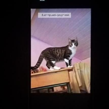 Photo 1/1 June Chat perdu à Ligne