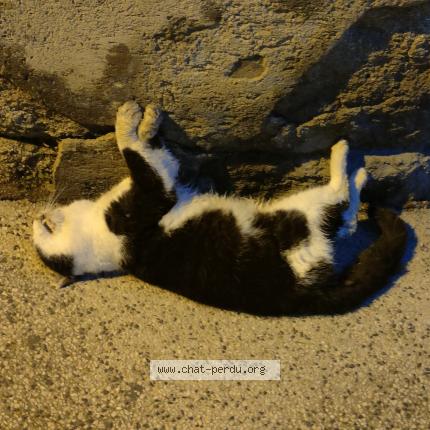 Photo 1/1 Chat trouvé Trouvé à Lunel