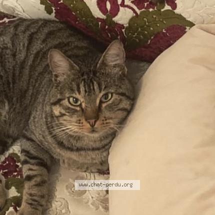 Photo 1/1 Rio Chat perdu à Vitry sur seine