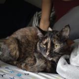 Photo de chat perdu à Louisville