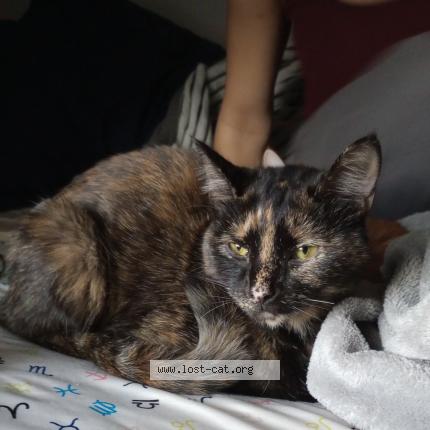 Photo 1/1 Biscuit Turner Chat perdu à Louisville