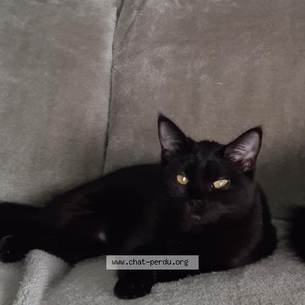 Photo 1/1 Maya Chat perdu à Cleden poher