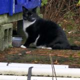 Photo de chat trouvé à Portland