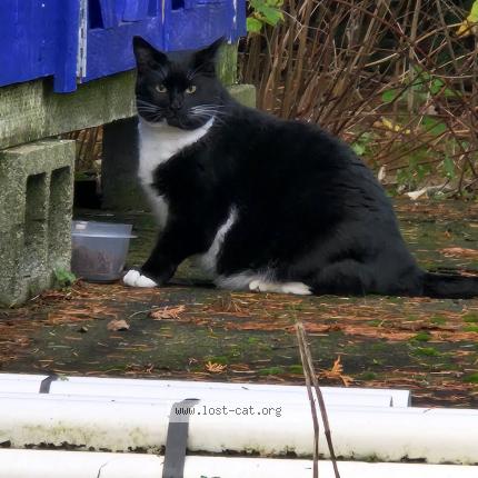 Photo 1/1 Chat trouvé Trouvé à Portland