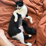 Photo de chat perdu à Cannes