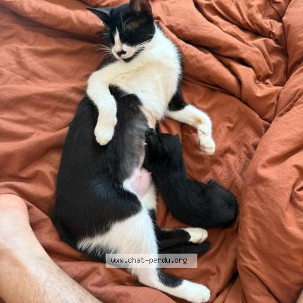 Photo 1/1 STYX Chat perdu à Cannes