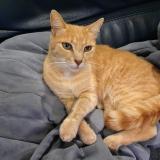 Photo de chat perdu à Thouars Sur Garonne