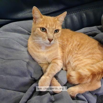 Photo 1/1 Nounouche Chat perdu à Thouars sur garonne