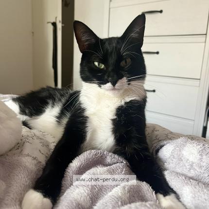 Photo de chat perdu à Poitiers