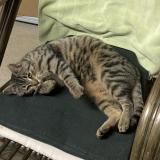 Photo de chat trouvé à Grendelbruch