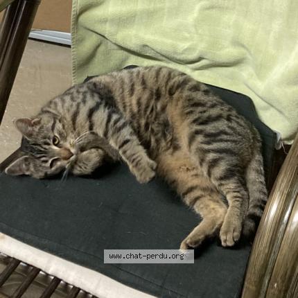 Photo 1/1 Chat trouvé Trouvé à Grendelbruch