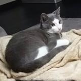 Photo de chat perdu à Marcille Raoul