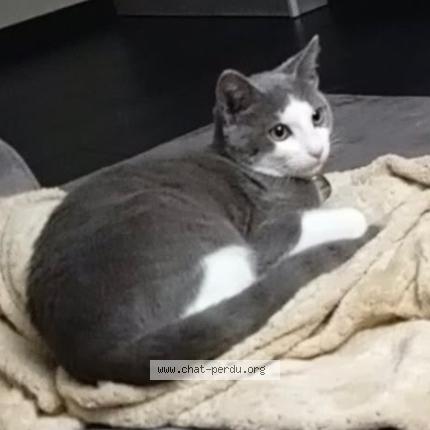 Photo 1/1 PLUME Chat perdu à Marcille raoul