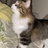 Photo de chat perdu à Elancourt