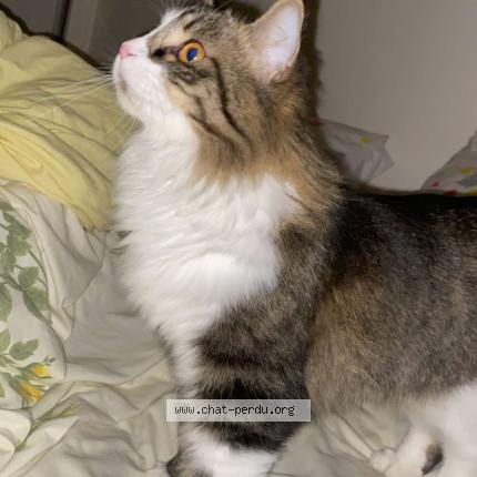 Photo 1/1 Chat retrouvé Perdu à Elancourt