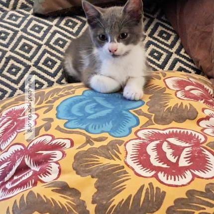 Photo de chat perdu à La Ravoire