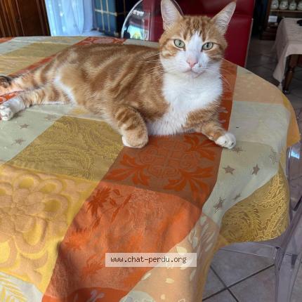 Photo 1/1 Chat retrouvé Perdu à Blagnac