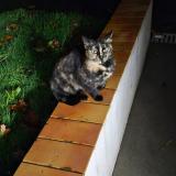 Photo de chat trouvé à Champeon