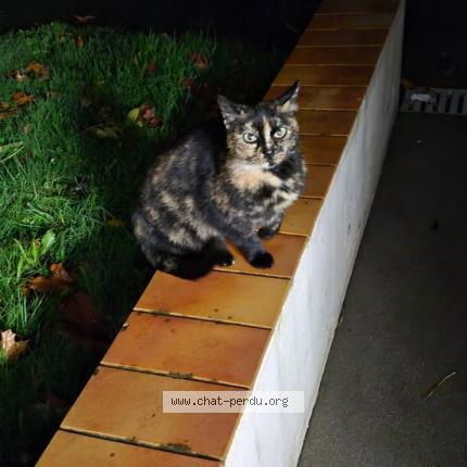 Photo 1/1 Chat trouvé Trouvé à Champeon