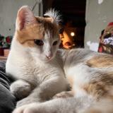 Photo de chat perdu à Lathus Saint Remy