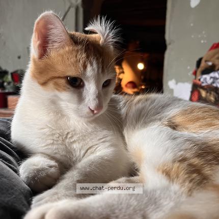 Photo 1/1 Attila Chat perdu à Lathus saint remy