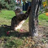 Photo de chat perdu à Nervieux