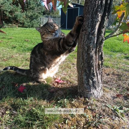 Photo 1/1 Lego Chat perdu à Nervieux