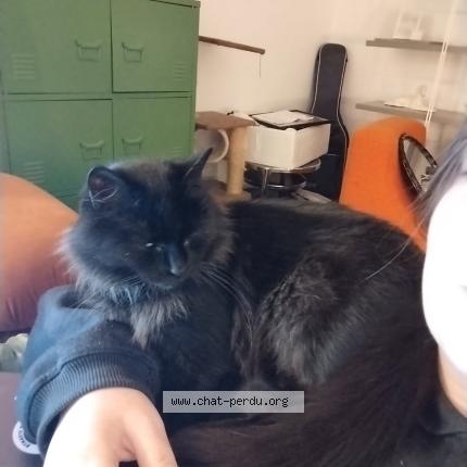 Photo de chat perdu à Saint Meen Le Grand