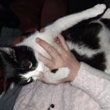 Photo de chat trouvé à St Quentin