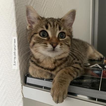 Photo 1/1 Chat retrouvé Perdu à Brest