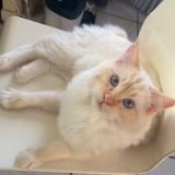 Photo de chat perdu à Caveirac