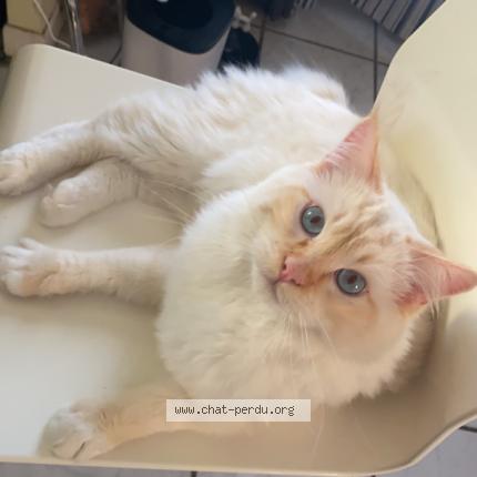 Photo 1/1 Snowy Chat perdu à Caveirac