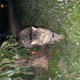 Photo de chat trouvé à Ozoir La Ferriere