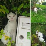 Photo de chat perdu à Eulmont