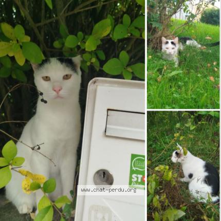 Photo 1/1 Volt Chat perdu à Eulmont
